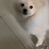 سگ گمشده