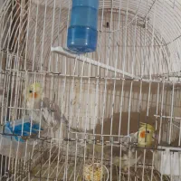 پرنده عروس هلندی مولد جوجه فنچ نرگسی|پرنده|تهران, شکوفه (عبدل آباد)|دیوار