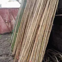 نی خیزران|گل و گیاه طبیعی|محلات, |دیوار