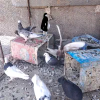 کبوتر رنگی طوقی کرم|پرنده|باغ بهادران, |دیوار