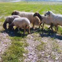 قوچ شاخ دار