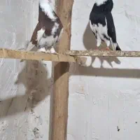 کبوتر تخمی تضمین کتبی