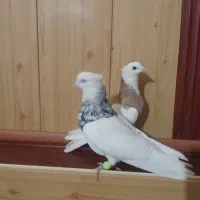 طوقی الماسی|پرنده|گلمکان, |دیوار