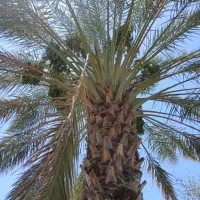 فروش-باغ-نخل-با-270-نفر-انواع-نخل
