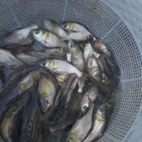 فروش بچه ماهی کپور 15گرمی