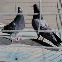 کفتر سرور ۴۰ سانتی سبز دمسفید کله دمسبز جفت|پرنده|تهران, شهرک رضویه|دیوار