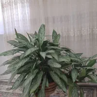 گل خانگی