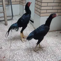 سلام مرغ و خروس اوشامو