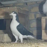 چند جفت کفتر پروندنی و نقش