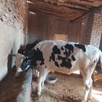 گاو نر سیصد وسی کیلویی|حیوانات مزرعه|تاکستان, |دیوار