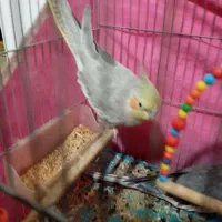 طوطی عروس هلندی ماده آهویی|پرنده|آمل, |دیوار