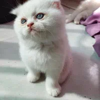 گربه بریتیش اسکاتیش