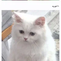 فروشی  گربه نژاد پرشین