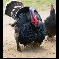 بوغلمون نر ۷ کیلو