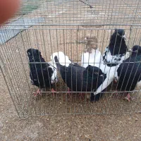 زرگان|پرنده|باوی, |دیوار