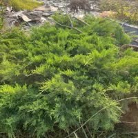 درخت کاج تزئینی|خدمات باغبانی و درختکاری|سلمان‌شهر, |دیوار