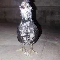 جوجه مرغ و خروس گلین