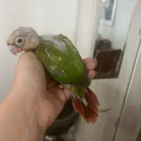 جوجه گرینچیک نر|پرنده|تهران, سعادت‌آباد|دیوار