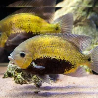 ماهی زینتی آکواریوم|ماهی|اهواز, کوی سعدی|دیوار