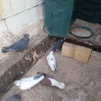 تعداد۷عددکبوتردرجه یک بانسل ونسبت فروشی