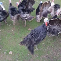 بوقلمون|حیوانات مزرعه|سنگر, |دیوار