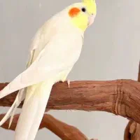 عروس هلندی گم شده