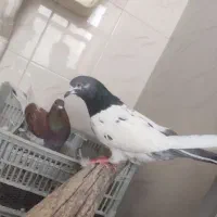 چهارتا کفتر نر معاوضه با سهره یا مسافتی