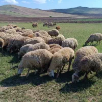 گوسفند|حیوانات مزرعه|آبش احمد, |دیوار