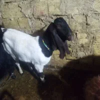 بز نژدی|حیوانات مزرعه|بروجرد, |دیوار