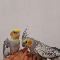 عروس هلندی|پرنده|مهاجران, |دیوار