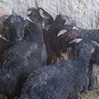 ۱۲ راس بره نر و ماده گله ای