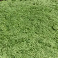 یونجه تمیز