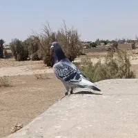 نرمگس  پر سفید مسافتی پدر مادر 800نشسته