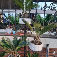 گلهای بیرونی|گل و گیاه طبیعی|نشتارود, |دیوار