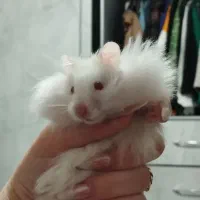 همستر نرو ماده