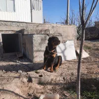 یک جفت سگ روتوایلر