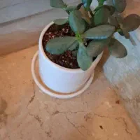 تعداد گل آپارتمانی با گلدان سرامیکی|گل و گیاه طبیعی|شاهین‌شهر, شهرک ردانی پور|دیوار