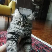گربه اسکاتیش فولد