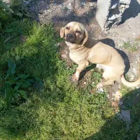 واگذاری رایگان سگ نرو ماده ۷ماهه سایز کوچک