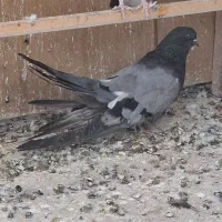 نروماده بلند