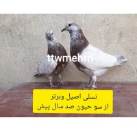 کبوتر جوجه پیش فروش|پرنده|کاشان, فرودگاه کاشان|دیوار