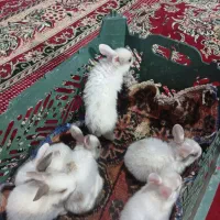 خرگوش