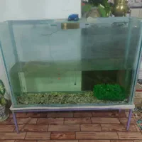 آکواریوم ماهی با وسایل کامل|ماهی|میاندوآب, |دیوار