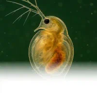 دافنی ماگنا زنده|ماهی|مشهد, شهرک رازی (شهرک غرب)|دیوار