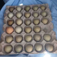 تخم مرغ نطفه دار آمریکایی وهلندی