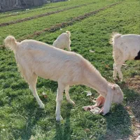 بز گلابی پاکستانی و بزغاله گلابی|حیوانات مزرعه|اصفهان, رهنان|دیوار