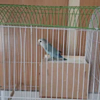 کوتوله برزیلی ابی کاربنی