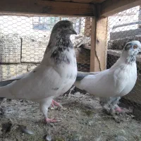 کفتر سوقدیم ساعت سنگین ذات دار