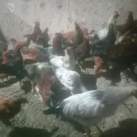 سلام دوستان مرغ و خروس