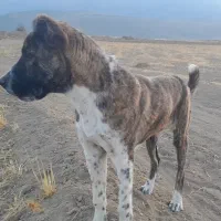 ماده خراسانی